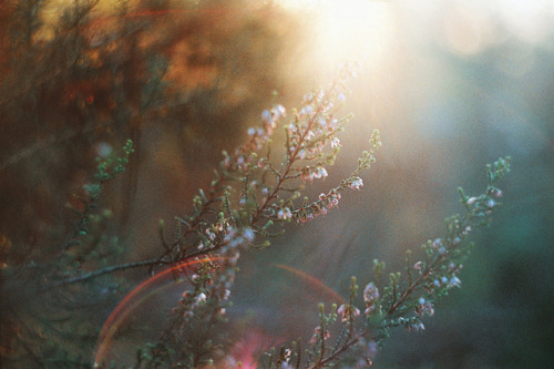 lyricalsycamore:  - another kind of home - by Teresa Q on Flickr. 