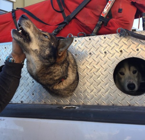 Alaskan sled dog gets a scratch while partner observes photog #sleddog #doglife #instapup #pups #lov