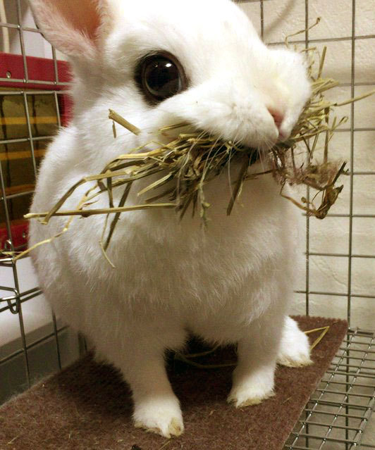 tiny-princess-kitten:  bunny &lt;3 