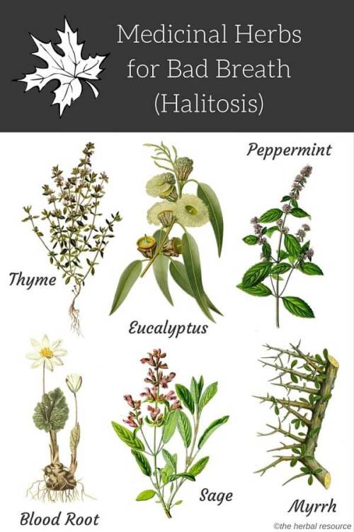 medicinal-plants-herbs:Medicinal Herbs for Bad Breath (Halitosis) Bad breath (halitosis) is usually 