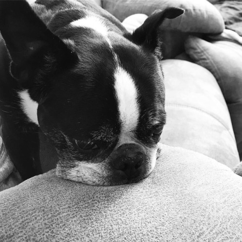 <p>Somebody’s got a case of the Mondays… #sirwinstoncup #bostonterrier #bostonterriercult #flatnosedogsociety #squishyfacecrew  (at Fiddlestar)</p>