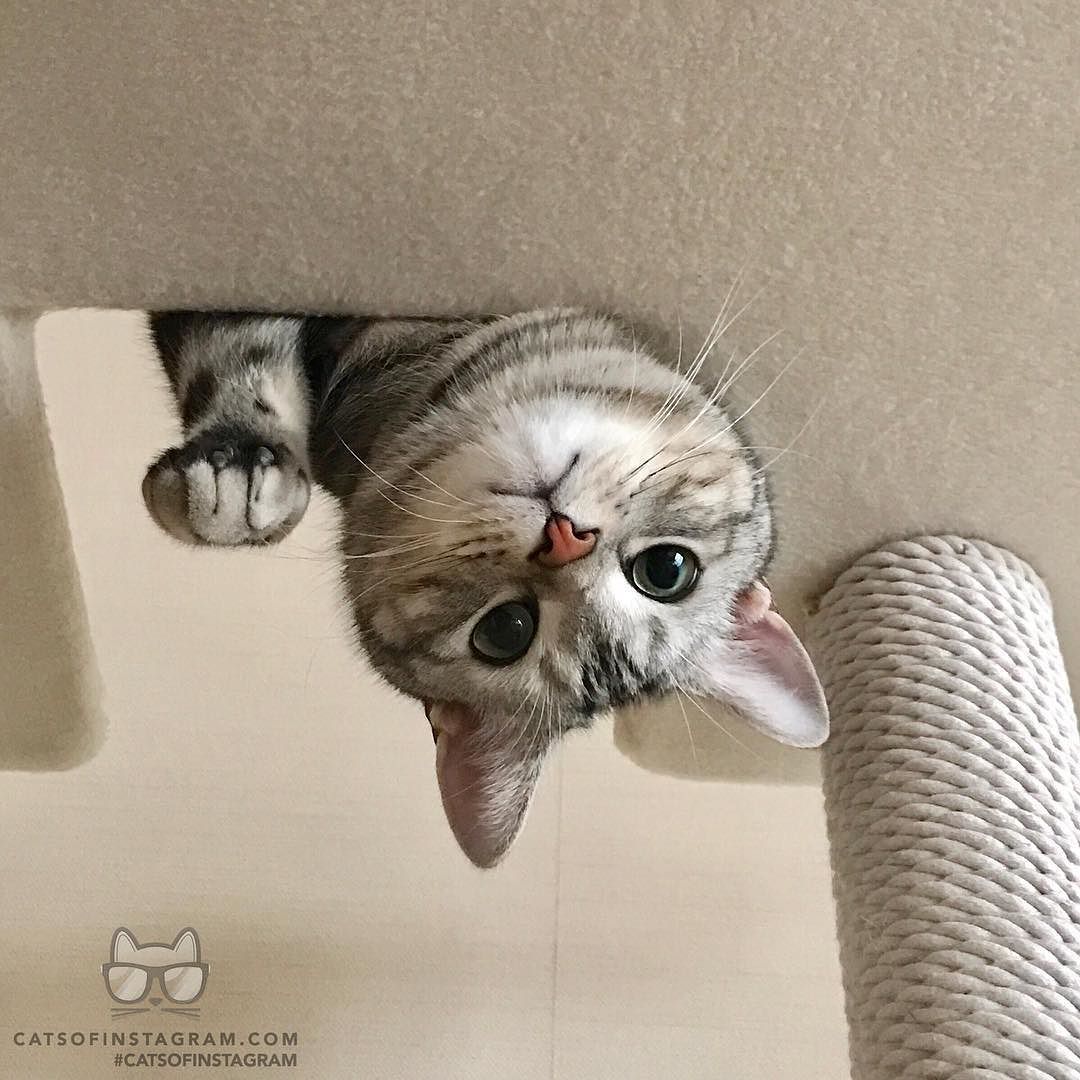 catsofinstagram:  From @alain_cat: “Hello! I’m Alain. I live in Tokyo. I am hoping