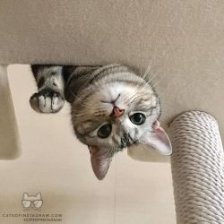 Catsofinstagram:  From @Alain_Cat: “Hello! I’m Alain. I Live In Tokyo. I Am Hoping
