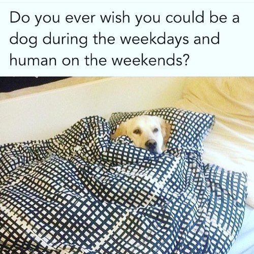 Yes! Cept I wish I was a dog this weekend too. #allworkandnoplay #weekend #weekends #tgif #dogsofins