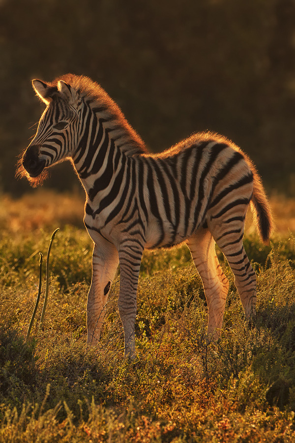 wonderous-world:  Morning Zebra by Mario Moreno 
