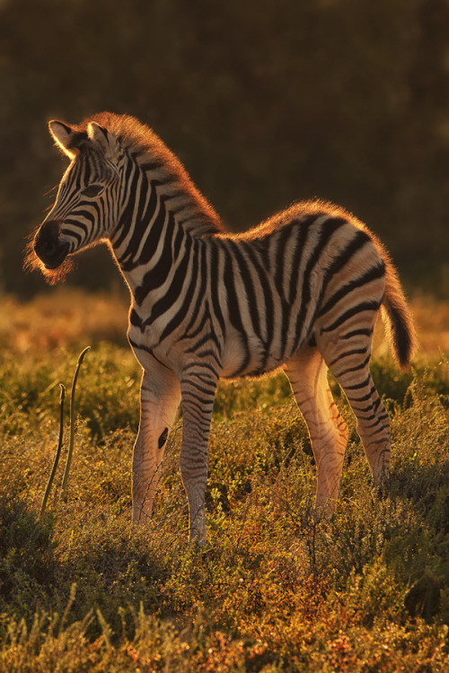 wonderous-world:  Morning Zebra by Mario Moreno 