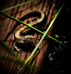 wapiti3:  Bronze Lizard by Nitrok on Flickr.Viviparous