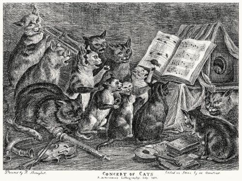 oldbookillustrations: Concert of cats. (Here attributed to Pieter Brueghel, but in fact from a paint