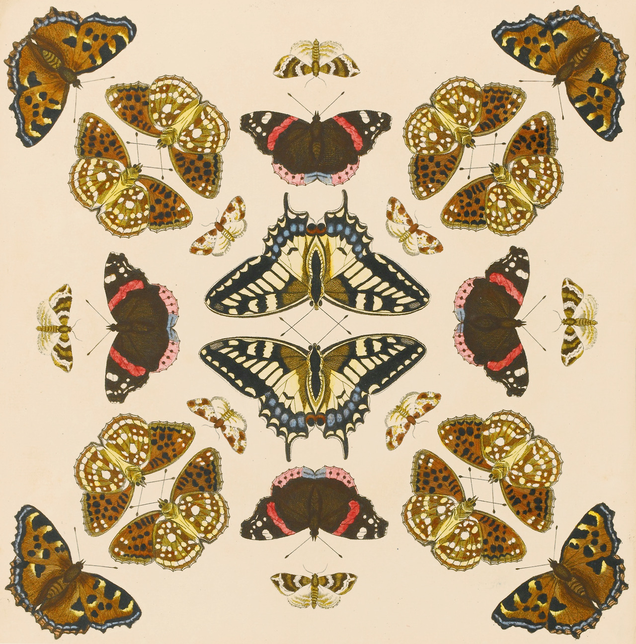 clawmarks: Benjamin Wilkes - Bowle’s New Collection of English Moths and Butterflies