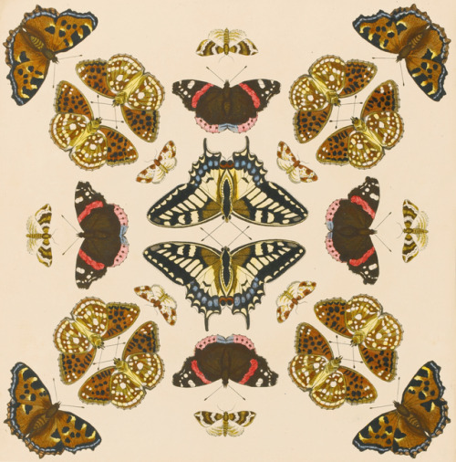 clawmarks: Benjamin Wilkes - Bowle’s New Collection of English Moths and Butterflies - c.1764 - via Sotheby’s