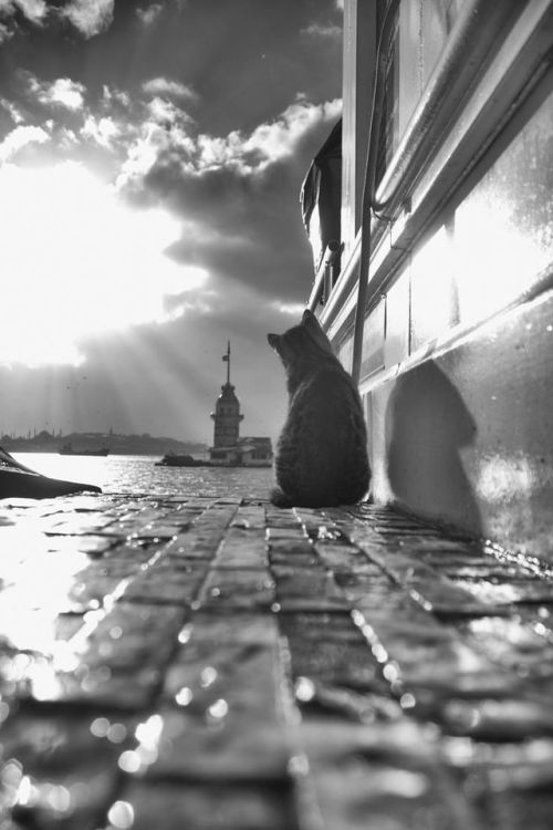 rabolas - edoardojazzy - Anatolian Cat and the Maiden’s Tower-...