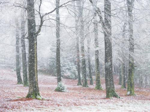 Schneefall by Felix WeschInstagram | Facebook | 500px | Twitter | Website