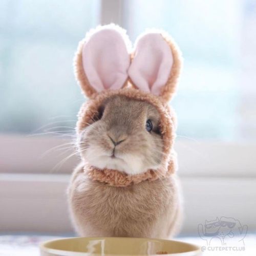 cutepetclub:  From @koume_tan: “* おはよーございます🐰 今週末は待ちに待った” #cutepetclub [source: http://ift.tt/2pM2WTD ]