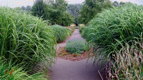 Down the garden path.Snapped at Breezy Knees Gardens, North Yorkshire. England.