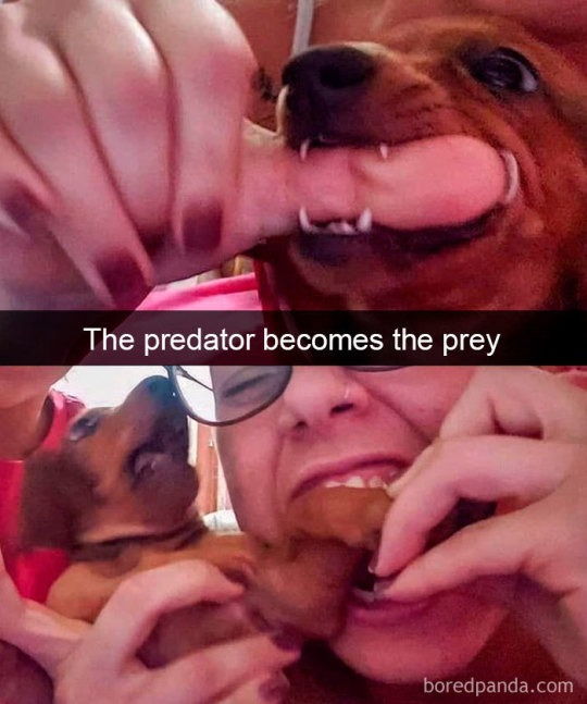 Dog snaps (via)