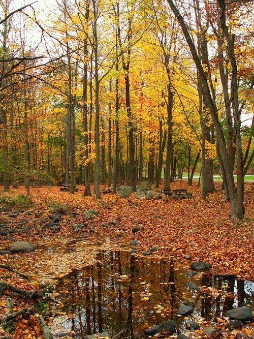 cozyautumnchills:Yellow Trees by stanzim