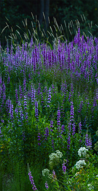 Bunch of purple loosestrife around the rivers