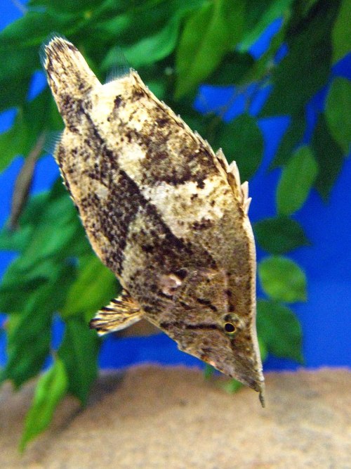 Amazon leaffish (Monocirrhus polyacanthus)The Amazon leaffish is a species of fish belonging to the 