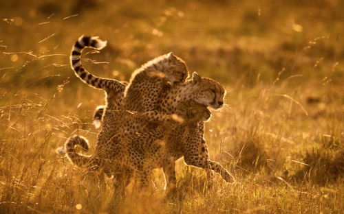 nubbsgalore:notes photographer ken dyball, ”i had spent about three months [in kenya’s masai mara] w