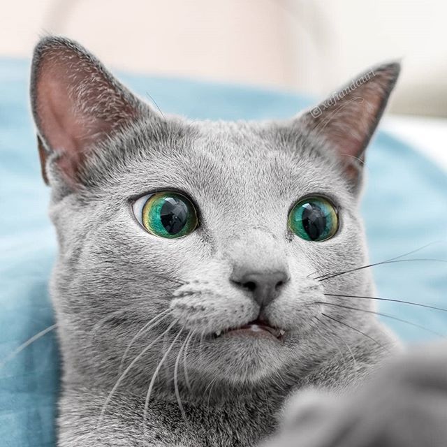 world-of-cats:  Source