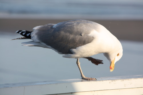 What a nice sea gull scratching his head.