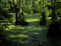 wrotten:  swamp