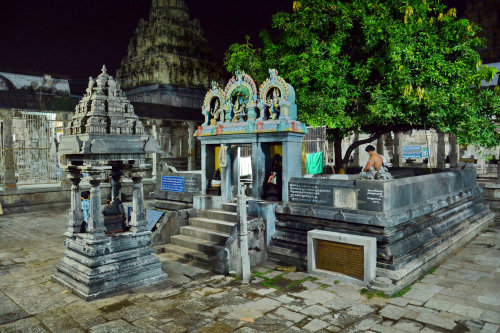 Sacred mango tree, Ekambareswarar Temple, Kanchipuram, Tamil Nadu