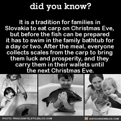 did-you-kno:  It is a tradition for families in Slovakia to eat carp on Christmas Eve, but before the fish can be prepared it has to swim in the family bathtub for a day or two. After the meal, everyone collects scales from the carp to bring them luck
