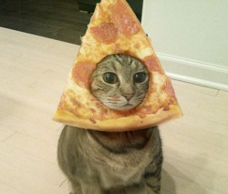 unimpressedcats:  pizza face