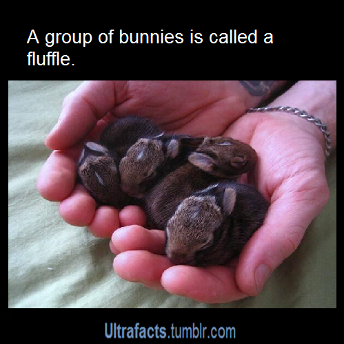 ultrafacts:  Want more facts? Follow Ultrafacts 