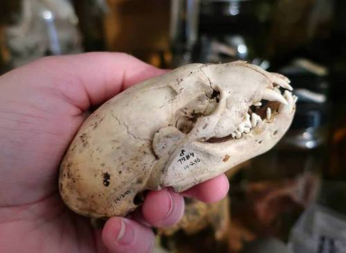 craniates-curiosities:I’ve wanted one of these for quite a while! Who knows what it is? juveni