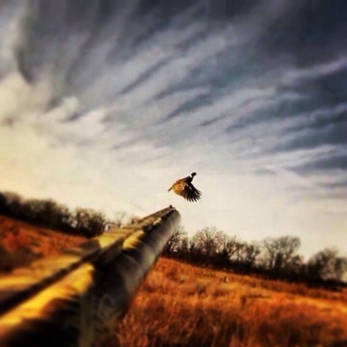 Small town country girl