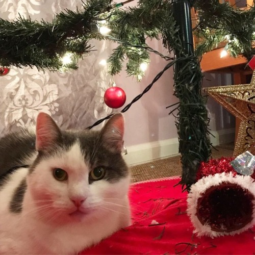 This is my cat Moggle who loves laying under my christmas tree!(submitted by @poly-space-nerds)