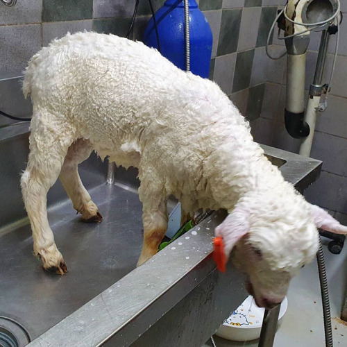 cwnerd12:awesome-picz:This Sheep Cafe In Korea Shares Viral Photos Of A Sheep Getting Washedoh my go