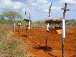 systlin:  itscolossal:  Beehive Fences in East Africa Protect Farms from Elephants  Interesting fact; African honeybees seem to be highly resistant to Varroa and tracheal mites and not often troubled by disease. They also tend to be more aggresive than