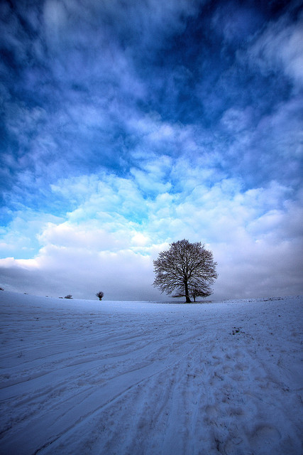 neptunesbounty:  Blue mint by Wilfried.B on Flickr. 
