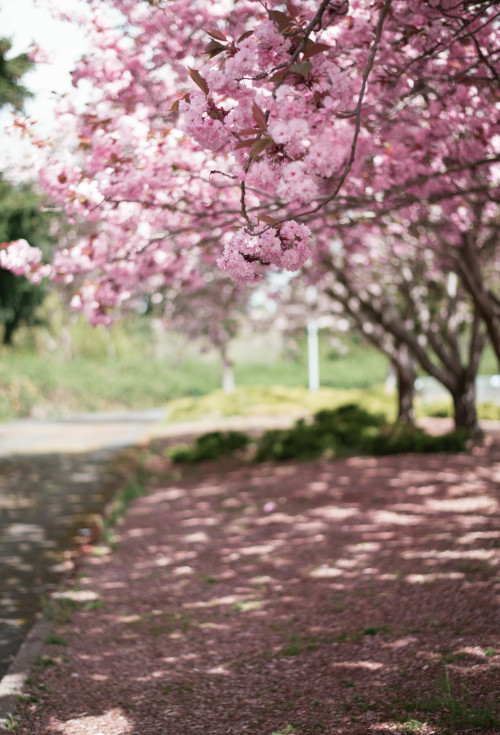 Cherry Blossoms, Spring 2021