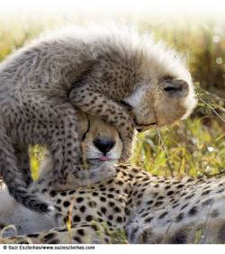 cheetahcamp:  Image by Suzi Eszterhas Wildlife Photography 
