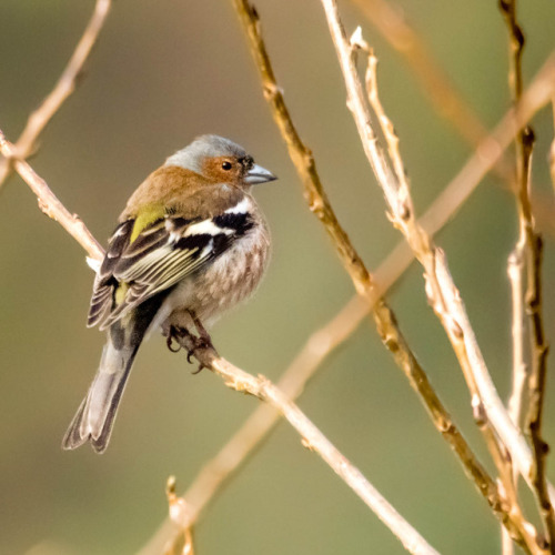 Some birds captured the last days/weeks&hellip;I&rsquo;m not sure, but the names should be (in order