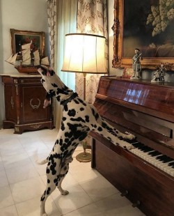 foxyshadow:🎵 Cruella De Ville, Cruelle