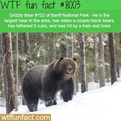 wtf-fun-factss:  The largest bear in Banff