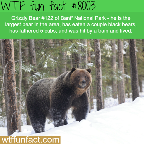 wtf-fun-factss:  The largest bear in Banff adult photos