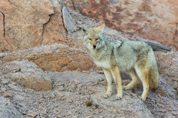 yipyapyote:     Neal Herbert  