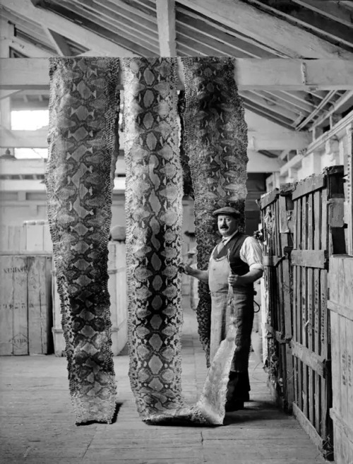 Drainage de peaux de serpent dans l'entrepôt du port de Londres, 16 septembre 1930.