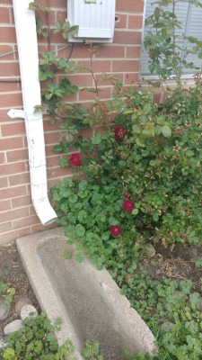 My rose bush out front has exploded in blooms