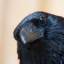 coruscatingcorvid
