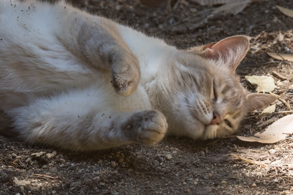 catsuggest:  catsuggest:  catsuggest:  appreciatinge some dirt today   dirt… she