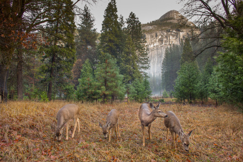 Holiday Adventure: Yosemite, Cross Country Skiing My wife and I took cross country ski lessons in Yo