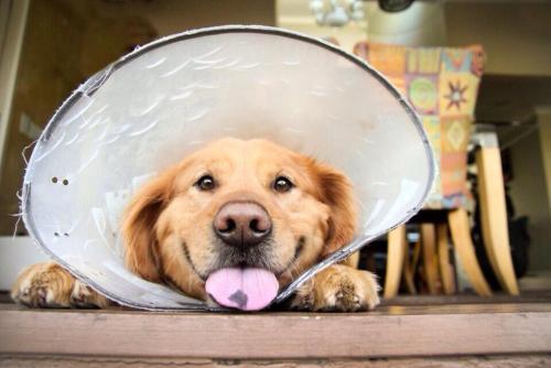 lolfactory:  I present you not the cone of shame, but the cone of happiness- funny tumblr - lol rofl wtf pics