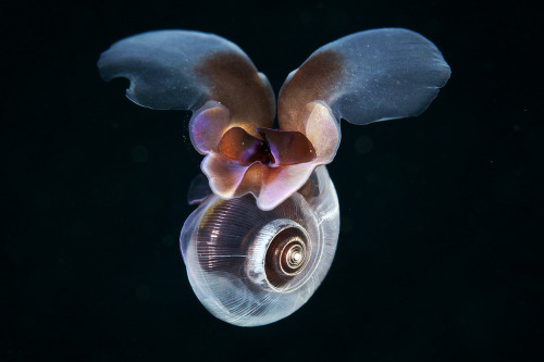 thelovelyseas:Limacina antarctica (Swimming sea snail) by Alexander Semenov